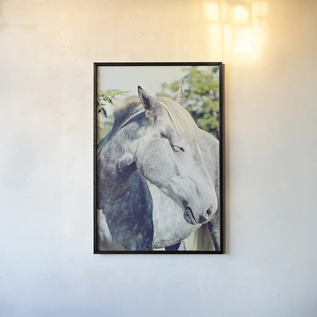 White Horse by Sharon Vardy. shown as a paper print in a black flame. Available as a archival giclee rolled canvas, fine art paper, or poster print. SKU 92188h.