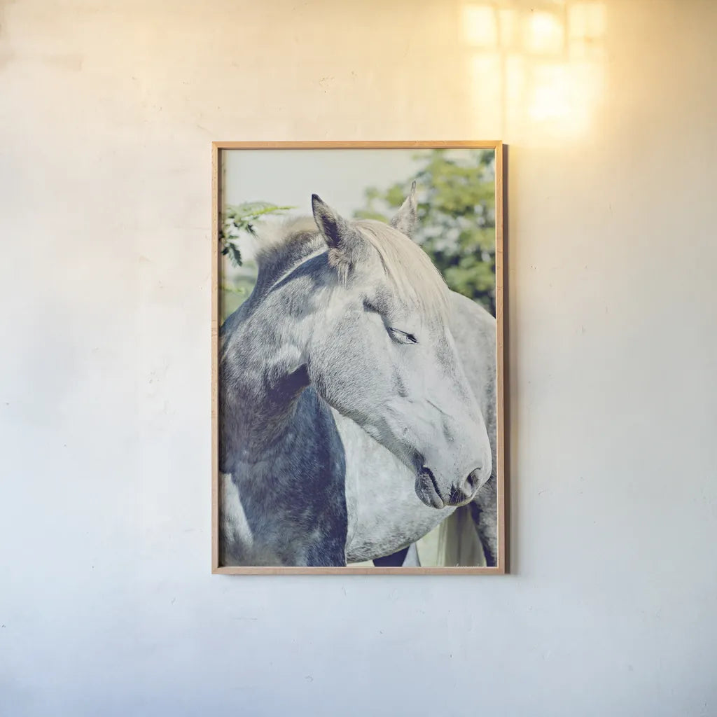 White Horse by Sharon Vardy. shown as a paper print in a natural frame. Available as a archival giclee rolled canvas, fine art paper, or poster print. SKU 92188h.