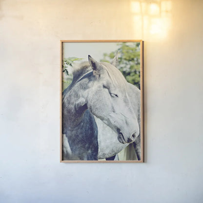 White Horse by Sharon Vardy. shown as a paper print in a natural frame. Available as a archival giclee rolled canvas, fine art paper, or poster print. SKU 92188h.