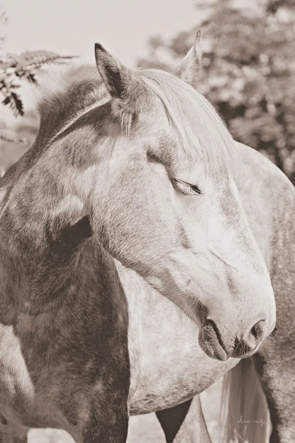 White Horse Sepia by Sharon Vardy. SKU 92189h. Archival Giclee Fine art print for wall decor.