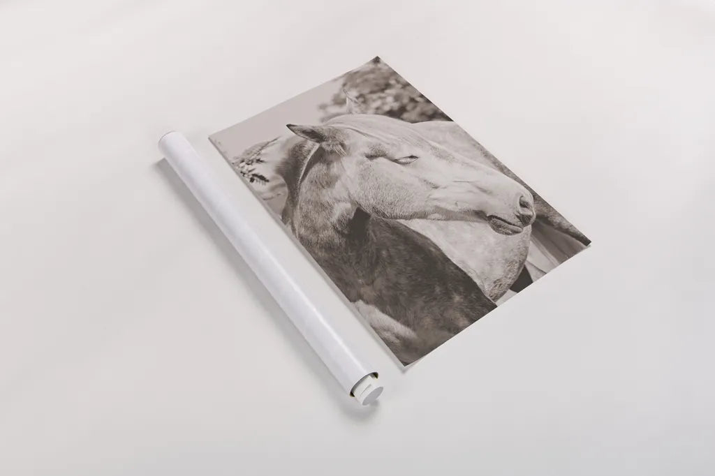 White Horse Sepia by Sharon Vardy. shown as a rolled paper print. Available as archival giclee rolled canvas, fine art paper, or poster print. SKU 92189h.