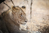 Young Lion by Sharon Vardy. SKU 92272i. Archival Giclee Fine art print for wall decor.