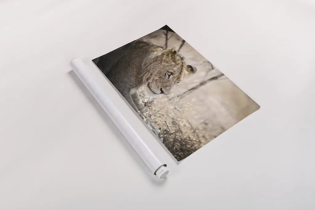 Young Lion by Sharon Vardy. shown as a rolled paper print. Available as archival giclee rolled canvas, fine art paper, or poster print. SKU 92272i.