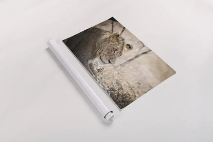 Young Lion by Sharon Vardy. shown as a rolled paper print. Available as archival giclee rolled canvas, fine art paper, or poster print. SKU 92272i.