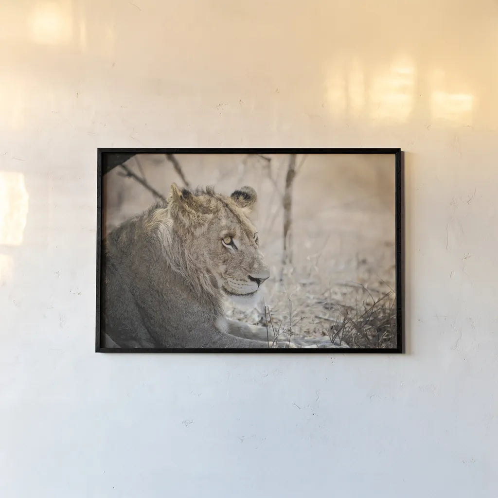 Young Lion by Sharon Vardy. shown as a paper print in a black flame. Available as a archival giclee rolled canvas, fine art paper, or poster print. SKU 92272i.