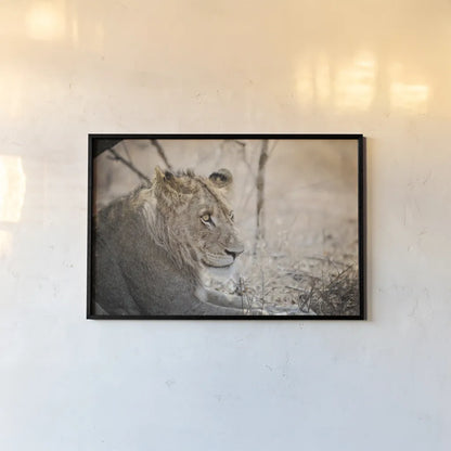 Young Lion by Sharon Vardy. shown as a paper print in a black flame. Available as a archival giclee rolled canvas, fine art paper, or poster print. SKU 92272i.