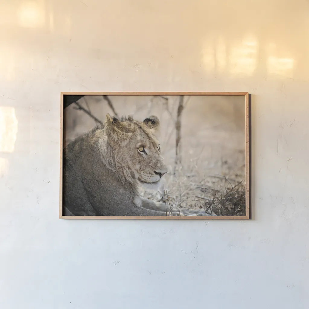 Young Lion by Sharon Vardy. shown as a paper print in a natural frame. Available as a archival giclee rolled canvas, fine art paper, or poster print. SKU 92272i.
