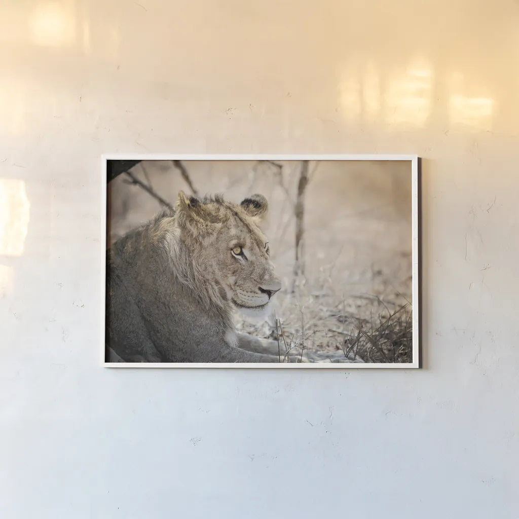 Young Lion by Sharon Vardy. shown as a paper print in a white frame. Available as a archival giclee rolled canvas, fine art paper, or poster print. SKU 92272i.