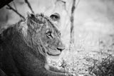 Young Lion BW by Sharon Vardy. SKU 92273i. Archival Giclee Fine art print for wall decor.