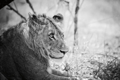 Young Lion BW by Sharon Vardy. SKU 92273i. Archival Giclee Fine art print for wall decor.