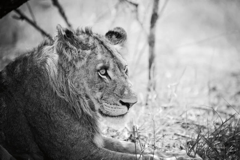 Young Lion BW by Sharon Vardy. SKU 92273i. Archival Giclee Fine art print for wall decor.