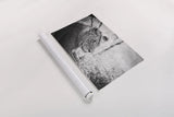 Young Lion BW by Sharon Vardy. shown as a rolled paper print. Available as archival giclee rolled canvas, fine art paper, or poster print. SKU 92273i.