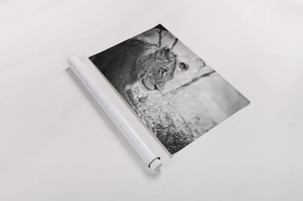 Young Lion BW by Sharon Vardy. shown as a rolled paper print. Available as archival giclee rolled canvas, fine art paper, or poster print. SKU 92273i.