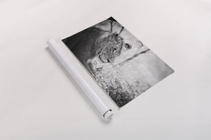 Young Lion BW by Sharon Vardy. shown as a rolled paper print. Available as archival giclee rolled canvas, fine art paper, or poster print. SKU 92273i.