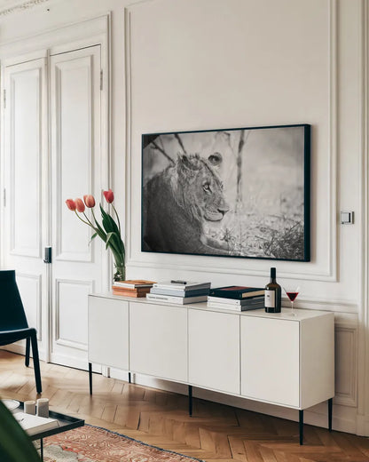 Young Lion BW by Sharon Vardy. shown as a framed stretched canvas in a living room above a console. Available as a archival giclee rolled canvas, fine art paper, or poster print. SKU 92273i.