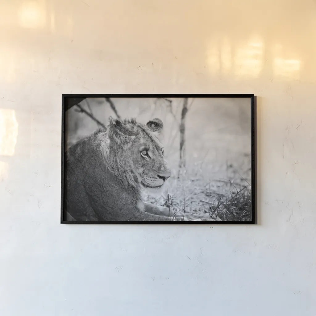 Young Lion BW by Sharon Vardy. shown as a paper print in a black flame. Available as a archival giclee rolled canvas, fine art paper, or poster print. SKU 92273i.