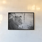 Young Lion BW by Sharon Vardy. shown as a paper print in a black flame. Available as a archival giclee rolled canvas, fine art paper, or poster print. SKU 92273i.