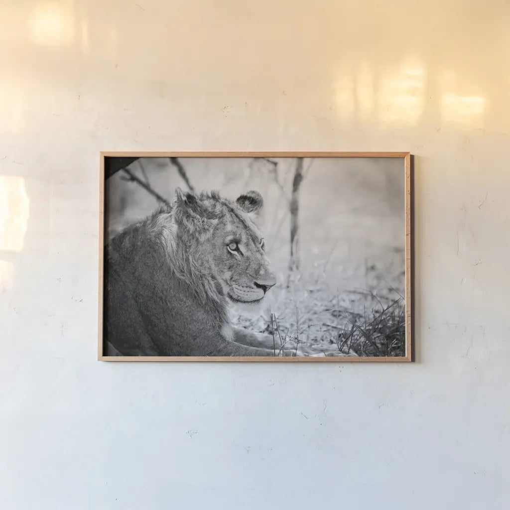 Young Lion BW by Sharon Vardy. shown as a paper print in a natural frame. Available as a archival giclee rolled canvas, fine art paper, or poster print. SKU 92273i.