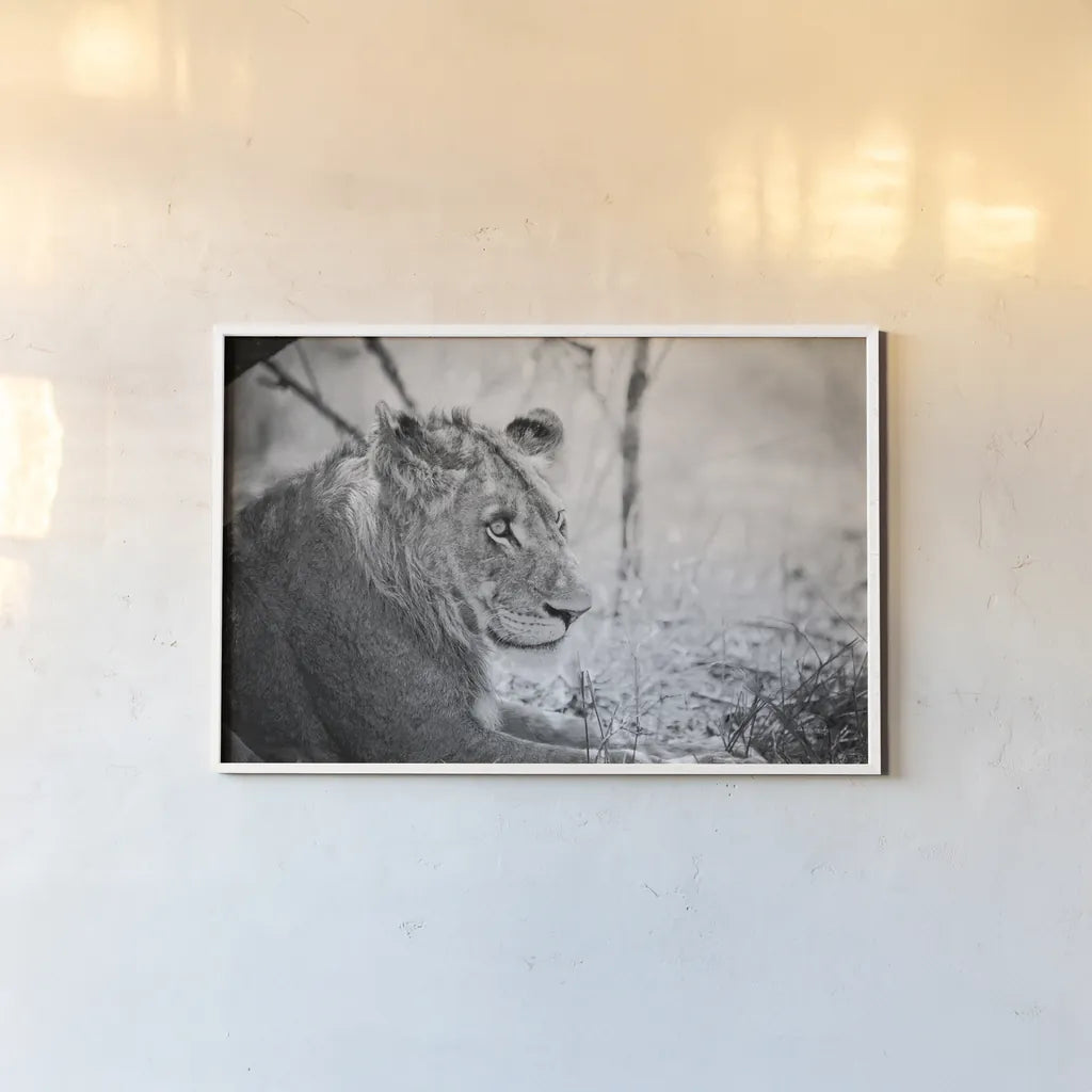 Young Lion BW by Sharon Vardy. shown as a paper print in a white frame. Available as a archival giclee rolled canvas, fine art paper, or poster print. SKU 92273i.