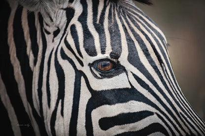 Zebra Face by Sharon Vardy. SKU 91983i. Archival Giclee Fine art print for wall decor.
