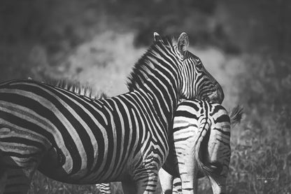 Zebra Love by Sharon Vardy. SKU 93133i. Archival Giclee Fine art print for wall decor.