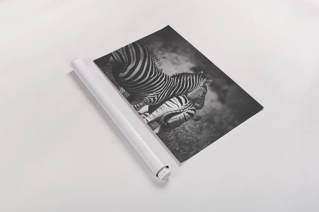 Zebra Love by Sharon Vardy. shown as a rolled paper print. Available as archival giclee rolled canvas, fine art paper, or poster print. SKU 93133i.