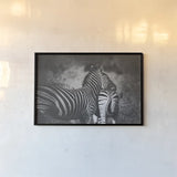Zebra Love by Sharon Vardy. shown as a paper print in a black flame. Available as a archival giclee rolled canvas, fine art paper, or poster print. SKU 93133i.