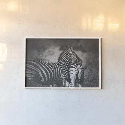 Zebra Love by Sharon Vardy. shown as a paper print in a white frame. Available as a archival giclee rolled canvas, fine art paper, or poster print. SKU 93133i.