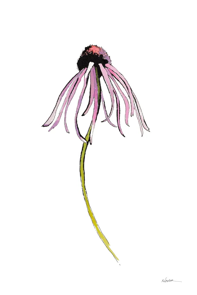 Echinacea I by Shirley Novak. SKU 88456h. Archival Giclee Fine art print for wall decor.