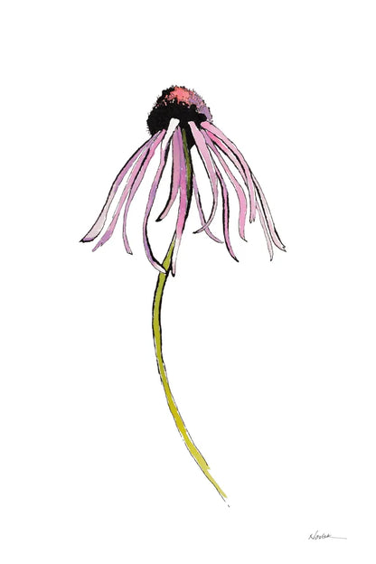 Echinacea I by Shirley Novak. SKU 88456h. Archival Giclee Fine art print for wall decor.