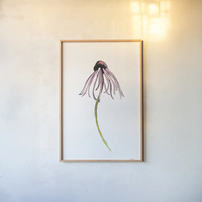 Echinacea I by Shirley Novak. shown as a paper print in a natural frame. Available as a archival giclee rolled canvas, fine art paper, or poster print. SKU 88456h.