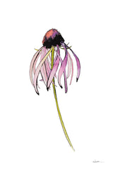 Echinacea II by Shirley Novak. SKU 88457h. Archival Giclee Fine art print for wall decor.