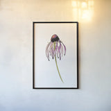 Echinacea II by Shirley Novak. shown as a paper print in a black flame. Available as a archival giclee rolled canvas, fine art paper, or poster print. SKU 88457h.