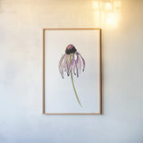 Echinacea II by Shirley Novak. shown as a paper print in a natural frame. Available as a archival giclee rolled canvas, fine art paper, or poster print. SKU 88457h.