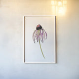 Echinacea II by Shirley Novak. shown as a paper print in a white frame. Available as a archival giclee rolled canvas, fine art paper, or poster print. SKU 88457h.