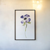Purple Anemone IV by Shirley Novak. shown as a paper print in a black flame. Available as a archival giclee rolled canvas, fine art paper, or poster print. SKU 88455h.