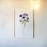 Purple Anemone IV by Shirley Novak. shown as a paper print in a white frame. Available as a archival giclee rolled canvas, fine art paper, or poster print. SKU 88455h.