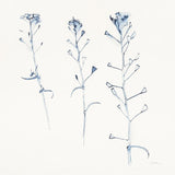 Shepherds Purse Stems I Blue by Shirley Novak. SKU 71151a. Archival Giclee Fine art print for wall decor.