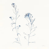 Shepherds Purse Stems II Blue by Shirley Novak. SKU 71152a. Archival Giclee Fine art print for wall decor.