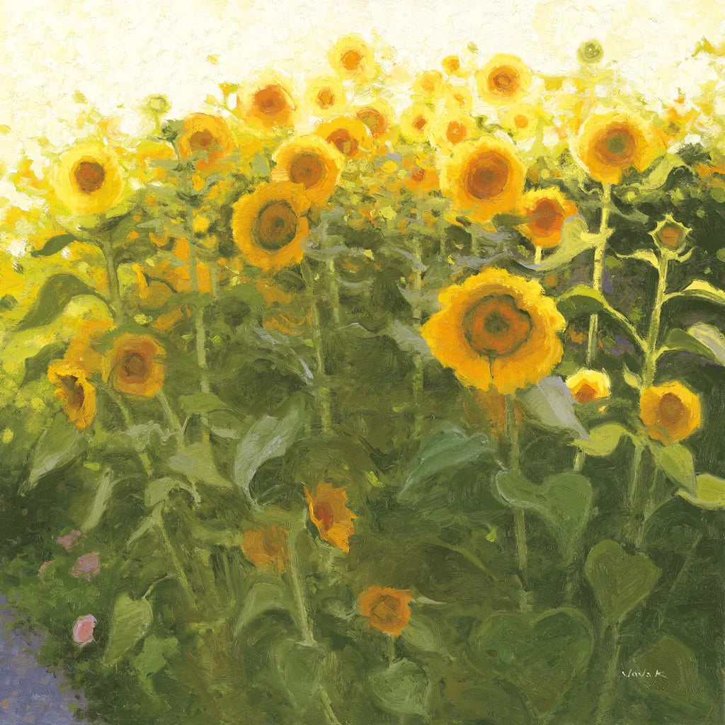 Sunflower Field by Shirley Novak. SKU 53132a. Archival Giclee Fine art print for wall decor.