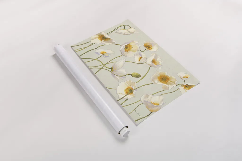 White and Bright Poppies by Shirley Novak. shown as a rolled paper print. Available as archival giclee rolled canvas, fine art paper, or poster print. SKU 11576i.