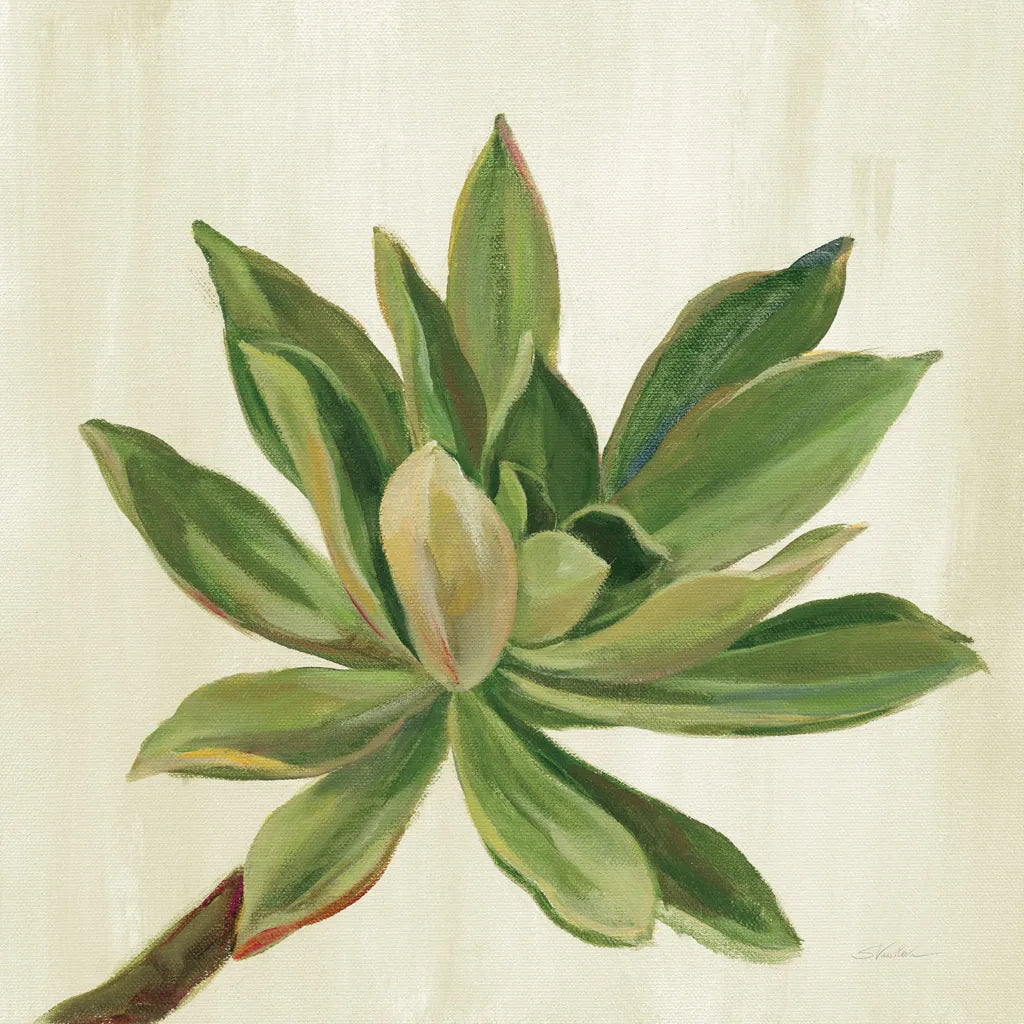 Front Yard Succulent I by Silvia Vassileva. SKU 47316a. Archival Giclee Fine art print for wall decor.