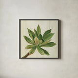 Front Yard Succulent I by Silvia Vassileva. Shown in a sleek black glass frame for a contemporary gallery look. Available as an archival giclee rolled canvas, fine art paper, or poster print. SKU 47316a.