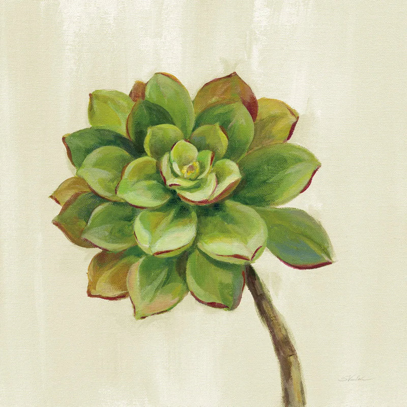 Front Yard Succulent IV by Silvia Vassileva. SKU 47319a. Archival Giclee Fine art print for wall decor.