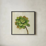Front Yard Succulent IV by Silvia Vassileva. Shown in a sleek black glass frame for a contemporary gallery look. Available as an archival giclee rolled canvas, fine art paper, or poster print. SKU 47319a.