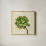Front Yard Succulent IV by Silvia Vassileva. Shown in a natural wood glass frame for a timeless modern aesthetic. Available as an archival giclee rolled canvas, fine art paper, or poster print. SKU 47319a.