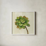 Front Yard Succulent IV by Silvia Vassileva. Shown in a crisp white glass frame for a clean and minimalist style. Available as an archival giclee rolled canvas, fine art paper, or poster print. SKU 47319a.