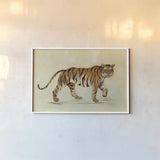 Walking Tiger by Silvia Vassileva. shown as a paper print in a white frame. Available as a archival giclee rolled canvas, fine art paper, or poster print. SKU 56801i.