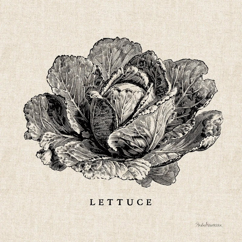 Burlap Vegetable BW Sketch Lettuce by Studio Mousseau. SKU 39347a. Archival Giclee Fine art print for wall decor.