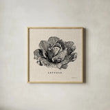 Burlap Vegetable BW Sketch Lettuce by Studio Mousseau. Shown in a natural wood glass frame for a timeless modern aesthetic. Available as an archival giclee rolled canvas, fine art paper, or poster print. SKU 39347a.